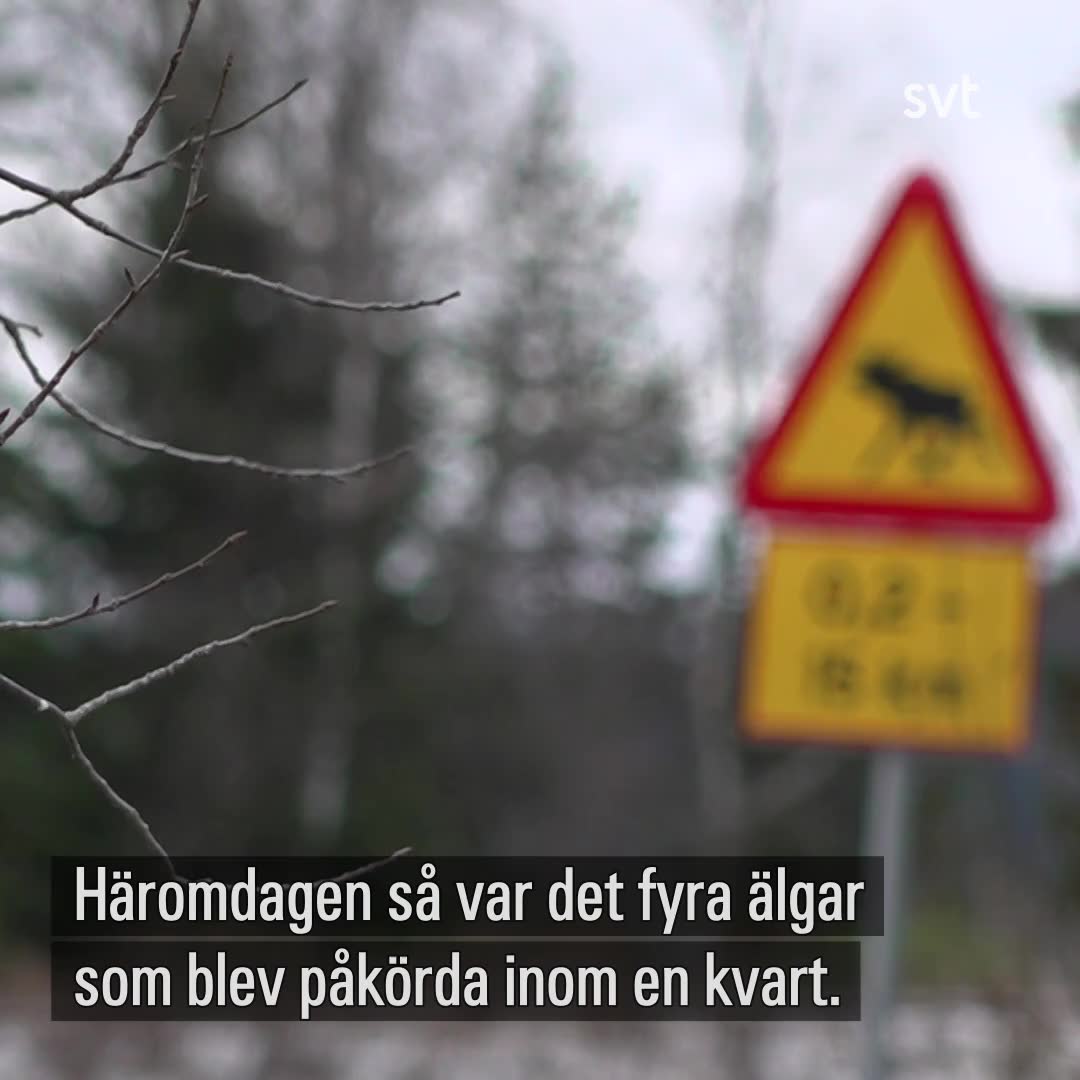 Kraftig ökning av rådjursolyckor i Jämtlands län oroar polisen